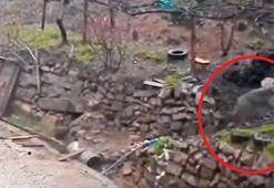 Adana'da aç kalan kurdun, yerleşim yerinde yemek aradığı anlar kamerada