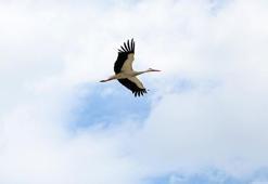 Leyleklerin ‘yuva’ kararsızlığı