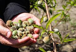 Ağır kış şartlarına karşın Çukurova'da sert çekirdekli meyveler olgunlaştı