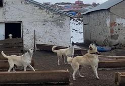 Çoban köpeklerinin drona tepkisi kamerada