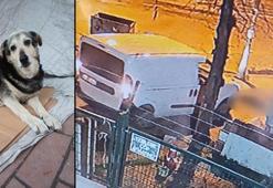 Kadıköy’de kaldırımda yatan ‘Pakize’ isimli köpeği ezip yollarına devam ettiler