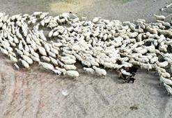 Kayseri’de 200 kuzu anneleri ile buluştu; o anlar dron kamerasında