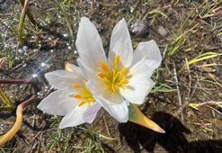 Yüksekova'da baharın müjdecisi kardelenler çiçek açtı