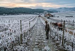 Tarım ve Orman Bakanlığından 'zirai don' uyarısı