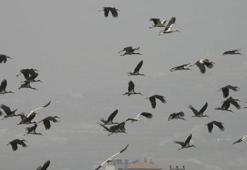 Göç yolundaki Hatay'da mola veren leylekler, sulak alanlar ve gökyüzünü kapladı