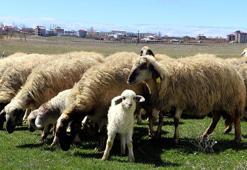 Van'da koruma altındaki Norduz koyunu doğumları başladı