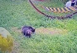 Karabük’ye yiyecek arayan yavru ayılar kamerada