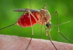 Antalya'da yoğun yağışlar sonrası sivrisinek alarmı