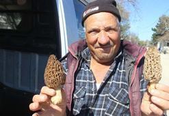 Dağ köylerinde kuzugöbeği mantarı gelir kapısı oldu