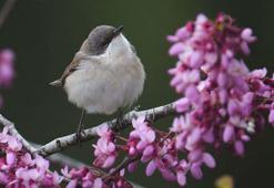 Antalya'da 3 günde 120'nin üzerinde kuş türü gözlemlendi