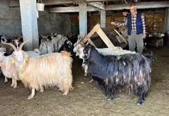 Yüksekova'da kar besicileri zorluyor; hayvanlar meraya çıkamadı