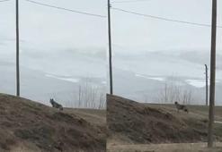 Kent merkezine inen kurt, cep telefonuyla görüntülendi