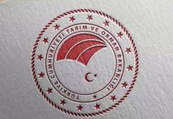 Tarım ve Orman Bakanlığı: Kıvırcık marulların tarlada koyunlara yem edildiği iddiası dezenformasyon