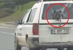 Hafif ticari aracın kırık camından etrafı izleyen köpek kamerada