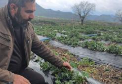 Coğrafi işaretli Sason çileğinde hasat mayısa kaldı