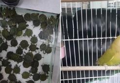 Denizli'deki petshop denetimlerinde 14 papağan ile 150 su kaplumbağasına el konuldu