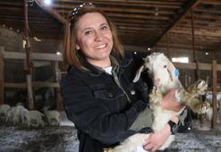 Devlet desteğiyle kurduğu çiftlikte 6 yılda 1300 Ankara keçisine ulaştı