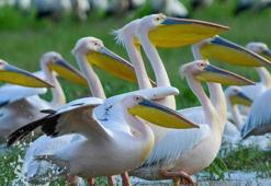 Göç yolundaki pelikan sürüsü, mola verdiği Boğazköy Barajı'nda görüntülendi