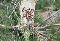 Çam kese böceğine karşı doğaya 'terminatör böcek' salındı