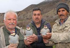 Erzurum Oltu’da 350 kınalı keklik halkalandı