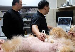 Yapay zeka destekli ultrason cihazıyla hayvan hastalıklarında erken teşhis