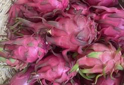 Genç mühendis adayından tropikal serada akıllı dönem