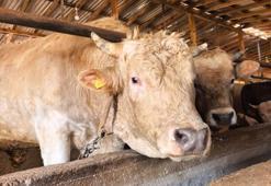 1,1 tonluk kurbanlık boğa ‘Paşa’, 500 bin TL'den satışa çıkarıldı