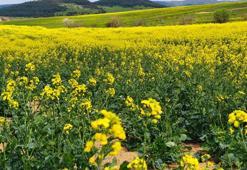 Trakya'nın 'sarı altın çiçeği’ kanola ile tarlalar renklendi