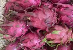 Genç mühendis adayından tropikal serada akıllı dönem