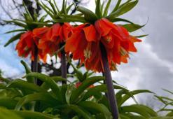 Koparmanın 700 bin lira cezasının olduğu 'ters lale' için Sason'a ziyaretçi akını