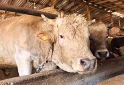 1,1 tonluk kurbanlık boğa ‘Paşa’, 500 bin TL'den satışa çıkarıldı