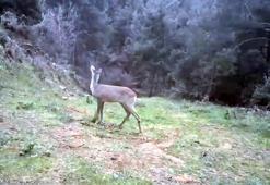 Ganos Dağı'nda karaca ve domuz sürüsü görüntülendi