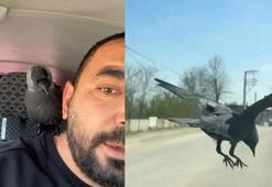 Okşayıp sevdiği karga peşini bırakmadı