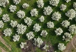 Bursa'da meyve ağaçlarının çiçek açtığı bahçeler dronla görüntülendi
