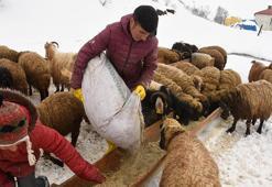 Bitlis'te nisan karı, besicileri zor durumda bıraktı