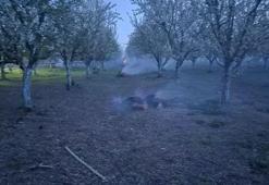 Iğdır'da üreticilerin don nöbeti; çiçek açan kayısı ağaçlarını dumanla koruyorlar