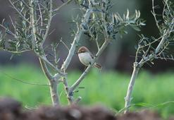Hatay'da ilk kez Türkistan örümcekkuşu görüldü