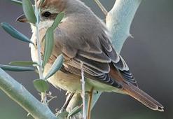 Hatay'da ilk kez Türkistan örümcekkuşu görüldü