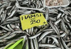 'Balıkta hızlı avcılık pek çok sıkıntıyı beraberinde getirdi'