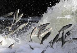 Yağışlar yüz güldürdü, inci kefali üreme sezonuna güçlü giriyor