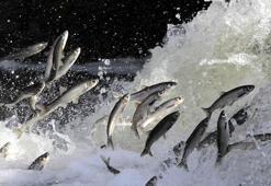 Yağışlar yüz güldürdü, inci kefali üreme sezonuna güçlü giriyor