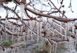 Elma üreticisi, zirai dona karşı 'Spring' yöntemini uyguladı