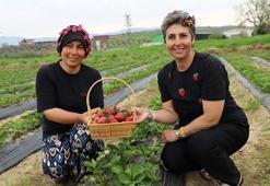 Organik çilekte hasat heyecanı başladı