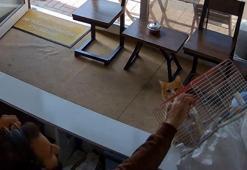 Kedinin, dükkandaki kuşlara saldırdığı anlar kamerada