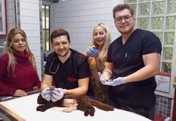 Karnındaki çift başlı ölü yavru sezaryenle alınan kedinin diğer 3 yavrusu kurtarıldı