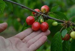 Manisa'da sezonun ilk kirazı 6 bin TL'den satıldı