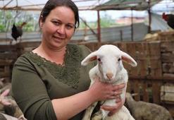 Babasının hediye ettiği kuzuyla çiftlik kurdu