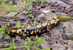 Kemaliye'de benekli semender görüldü