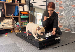 Obez köpek 'Ori' pilatesle zayıflıyor