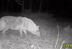 Ormanlara kurduğu fotokapanla yaban hayvanlarını görüntülüyor